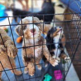 "Billy summer 2022" Assorted Doodle Crosses Puppies from Do Wah Diddy Doodles