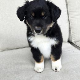 Finn - Black tri male Miniature American Shepherd puppy in Torrington, Wyoming from 74 Ranch Minis