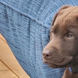 Bulldogs and Labrador Retrievers from Stout's Hunting Labs and trsbullies