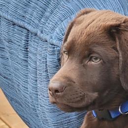 Bulldogs and Labrador Retrievers from Stout's Hunting Labs and trsbullies