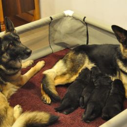 German Shepherd Puppies from Bmeerhuis German Shepherds