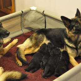 German Shepherd Puppies from Bmeerhuis German Shepherds