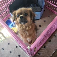 Judy - Tibetan Spaniel