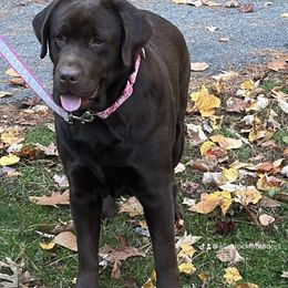 Maddie - Labrador Retriever