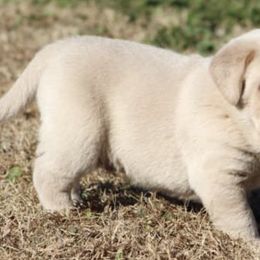Dilute Retrievers and Labrador Retrievers from Charcoal And Silver Labs
