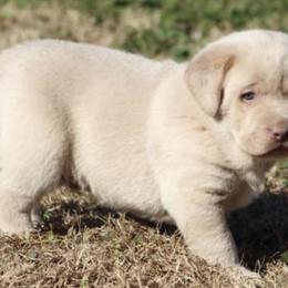 Dilute Retrievers and Labrador Retrievers from Charcoal And Silver Labs