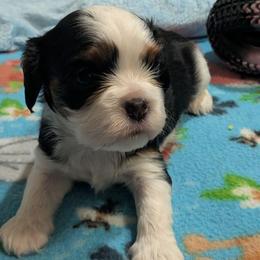 Reese - Tri-color female Cavalier King Charles Spaniel puppy in Stilwell, Oklahoma from Love Bug Cavaliers
