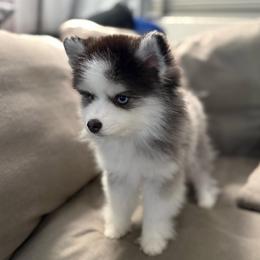 Oreo - Black and white female Pomsky puppy in West Sacramento, California from Pinkie's Pomskies
