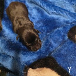 Black Girl 1 - Black female Labrador Retriever puppy in Hebron, Indiana from Farm Creek Retrievers