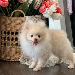 Boy 1 - Cream Pomeranian puppy in Abilene, Texas from Blessedpoms