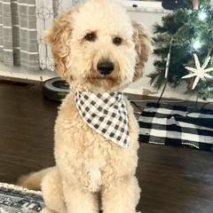 Goldendoodles and Poodles from Doodles on the Creek