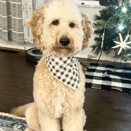 Goldendoodles and Poodles from Doodles on the Creek