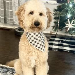 Goldendoodles and Poodles from Doodles on the Creek
