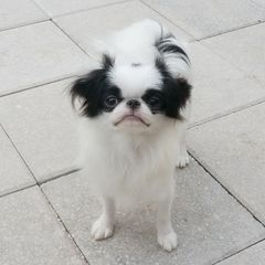 PEPSY - Japanese Chin