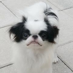 PEPSY - Japanese Chin