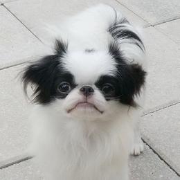 PEPSY - Japanese Chin