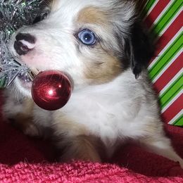 Coco - Blue merle female Miniature Australian Shepherd puppy in Hartselle, Alabama from ELSRi’s Crimson Cross Mini Aussies