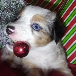 Coco - Blue merle female Miniature Australian Shepherd puppy in Hartselle, Alabama from ELSRi’s Crimson Cross Mini Aussies