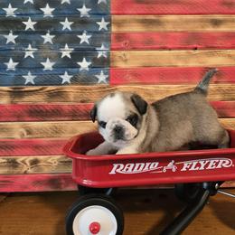 Boy 1 Panda - Brindle male Pug puppy in Auburn, Kentucky from Prentice Family Pugs