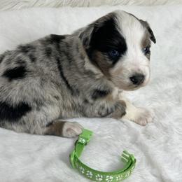Tiffany - Blue merle female Australian Shepherd puppy in Vail, Iowa from Homegrown Huskies