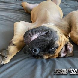 Boerboel Puppies from Team SD Boerboels