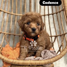 Cadence - Red  female Poodle puppy in Belleville, New Jersey from TK Poodles