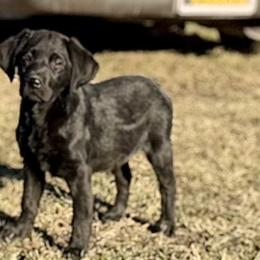 Midnight Falling Leaf - Black female Labrador Retriever puppy in Baldwin City, Kansas from Hedge Lane Labradors