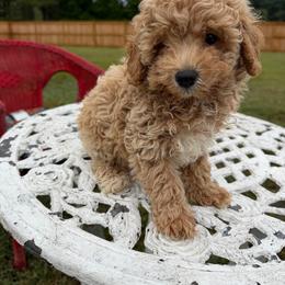 Oliver - Apricot male Poodle puppy in Apex, North Carolina from Happy puppies