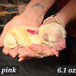 1 hot pink - Apricot female Maltipoo puppy in Sahuarita, Arizona from Cowgirl's Legacy Maltipoos