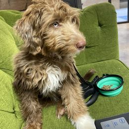 Aussiedoodle All Grown Up from Aspen Mountain Doodles LLC