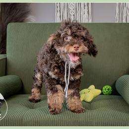 Priscilla - Brown and tan female Cockapoo puppy in Connersville, Indiana from Deaz Doodle Ranch