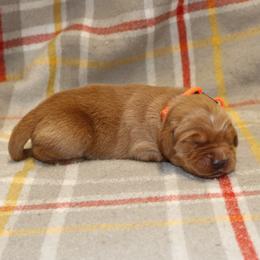 Saffron - Dark golden male Golden Retriever puppy in New Weston, Ohio from Bertke AKC Golden Retrievers and Bernese Mountain Dogs