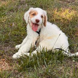 Blazer - Parti male Goldendoodle puppy in Graham, North Carolina from Geise Meadow Doodles