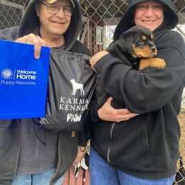 Rottweiler Puppies from KarmaKennelPNW