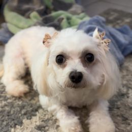 Missy - Maltese