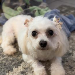 Missy - Maltese