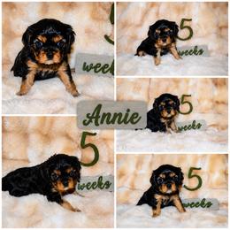 Cavalier King Charles Spaniel Puppies from Brattin Cavaliers