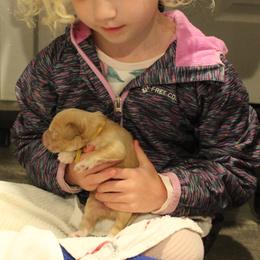 Yellow collar Whiskey - Caramel male Australian Labradoodle puppy in Provo, Utah from EllsWORTH Labradoodles LLC