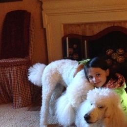 Poodle Puppies from Bonnie Weyrauch