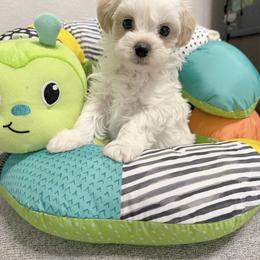 Boy 3 KOREAN DOLL FACE SAM - White male Maltipoo puppy in Orlando, Florida from Denise’s Puppies