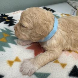 Enrico Caruso Della Fino - Orange male Lagotto Romagnolo puppy in Santa Fe, New Mexico from Fino Lagotto