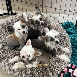 Chinese Crested puppies from Rose’s Chinese Cresteds