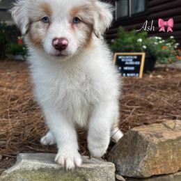 Ash - Red merle female Australian Shepherd puppy in Murrayville, Georgia from Mountain Ridge Aussies