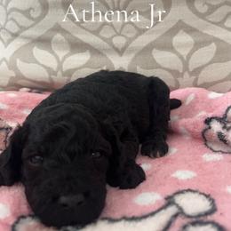 Girl 3- Athena Jr - Black female Poodle puppy in St Augustine, Florida from St Augustine Poodles
