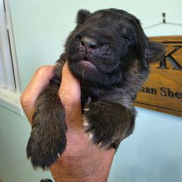 Legacy - Black and red male German Shepherd puppy in Columbus, Indiana from Stony Lonesome GSD