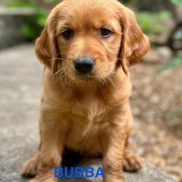 Bubba - Dark golden male Golden Retriever puppy in Jonesboro, Arkansas from N. E. Arkansas Goldens and Doodles/ Southern Brewed Goldens