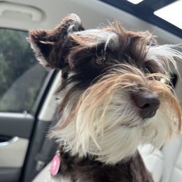 Coco - Miniature Schnauzer
