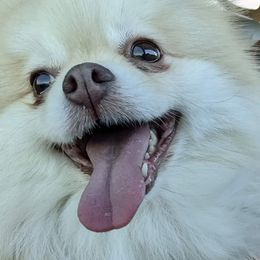 Kennedy - Pomeranian