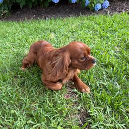 Leo - Cavalier King Charles Spaniel
