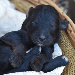 Girl 6 - female Bordoodle puppy in Tillamook, Oregon from Oregon Bordoodles